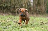 RODESIAN RIDGEBACK 201